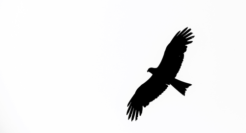 bird  eagle  wildlife