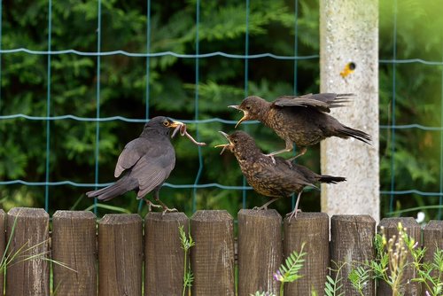 bird  nature  fauna