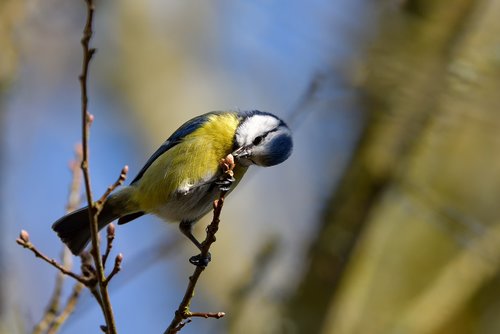 bird  fauna  nature