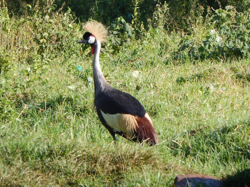 bird  wildlife  nature