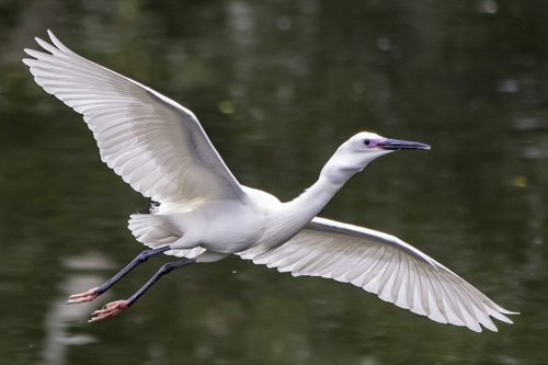 bird  wildlife  nature