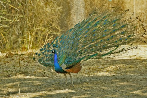 bird  feather  nature