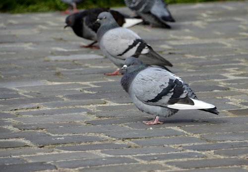 bird  nature  outdoor