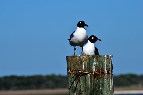 bird  wildlife  nature