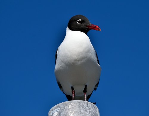 bird  wildlife  nature