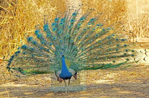 bird  feather  nature