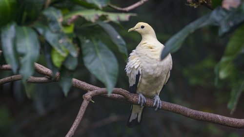 bird  nature  wildlife