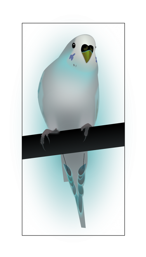 bird budgerigar parrot