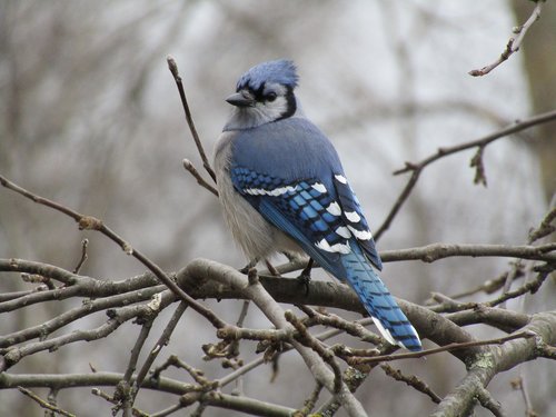 bird  blue jay  wildlife