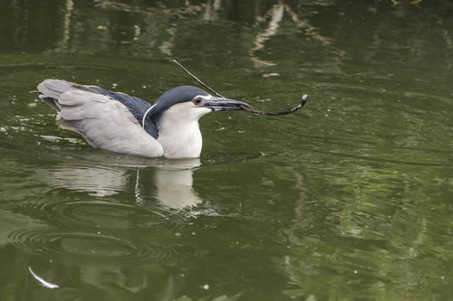 bird  water  nature