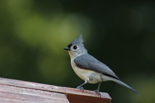 bird  wildlife  nature