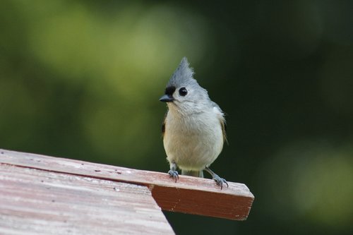 bird  wildlife  animal