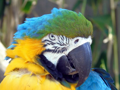 bird  parrot  feather