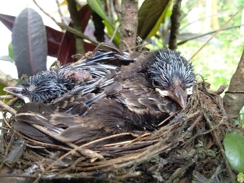 bird  animal  nest
