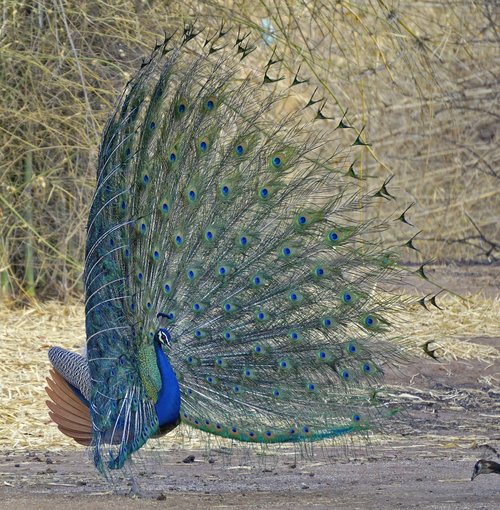 bird  feather  peacock