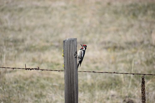 bird  woodpecker  sapsucker