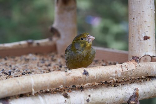 bird  eat  treehouse