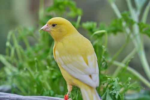 bird  canary bird  eat