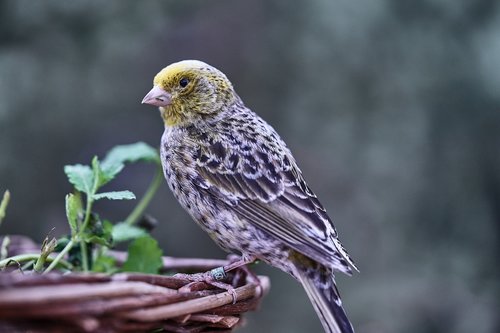 bird  canary bird  eat
