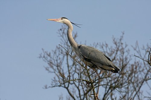 bird  nature