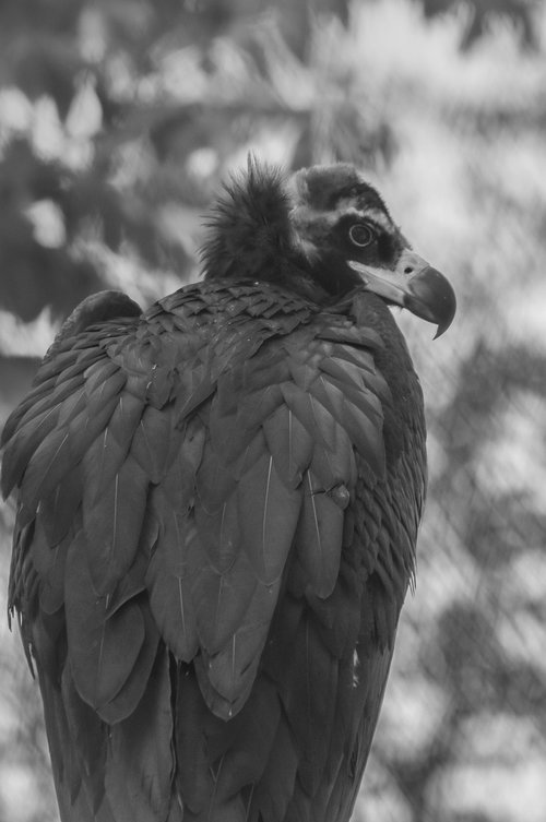 bird  vulture  beak