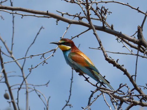 bird  bee-eater  abellerol