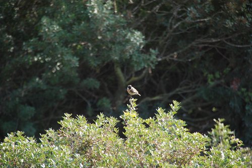 bird  nature  trees