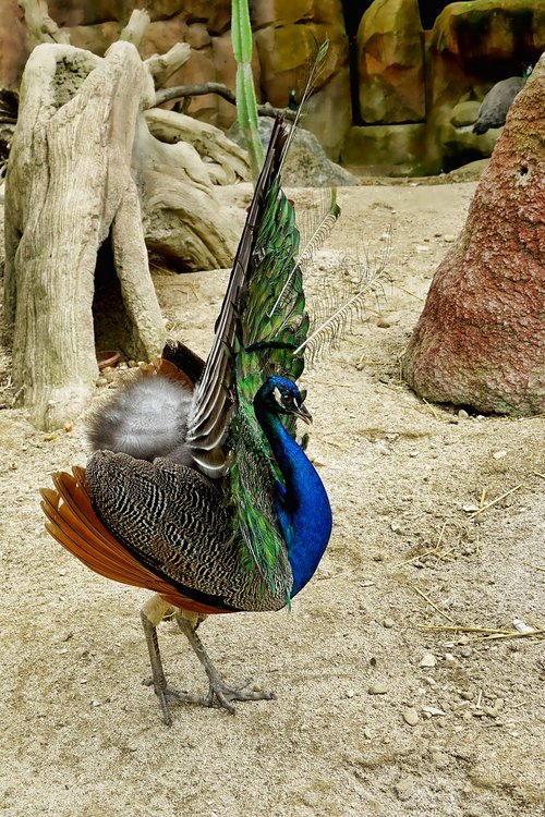 bird  peacock  balz