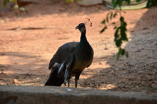 bird  peacock  nature