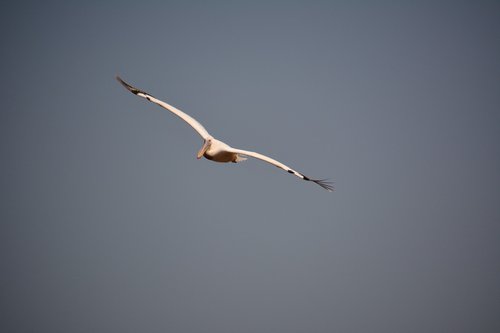 bird  flight  wings