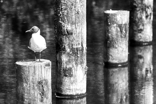 bird  water  nature