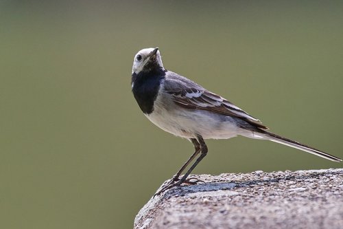 bird  sparrow  sperling