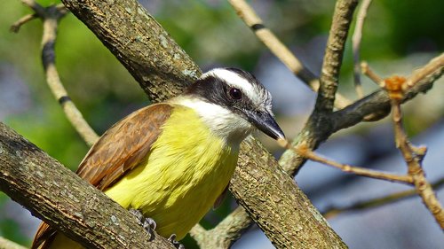 bird  wild  tropical bird