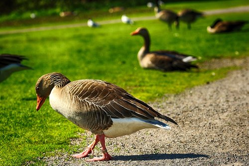 bird  and  animal