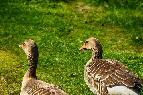 bird  and  animal