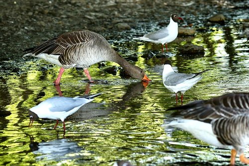 bird  and  lake