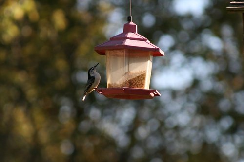 bird  feeder  summer