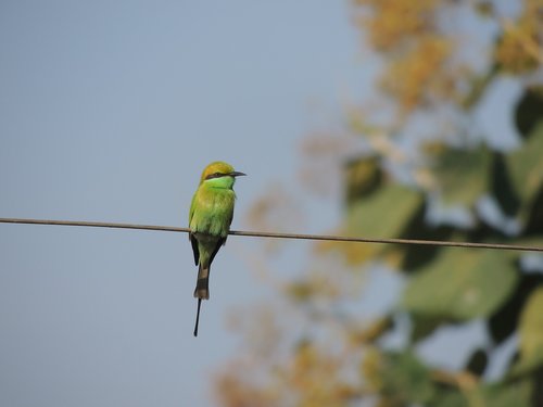 bird  green  nature