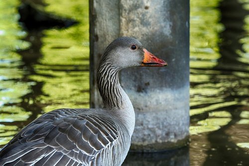 bird  lake  water