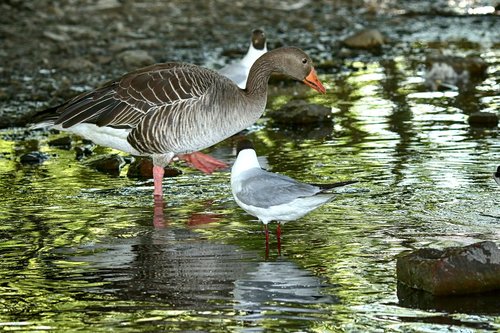 bird  lake  water