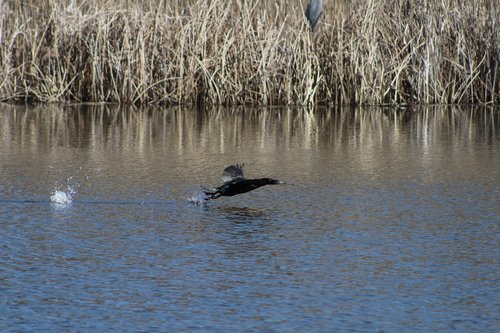 bird  water  splash