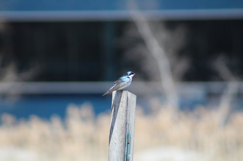 bird  blue  fence