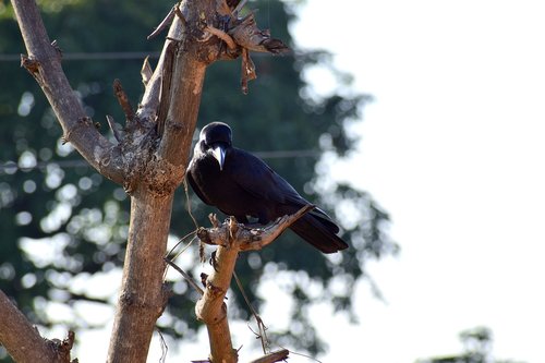 bird  crow  black