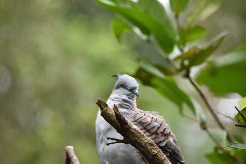 bird  nature  wildlife