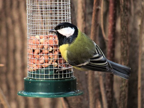 bird  chickadee  bird feeding tray