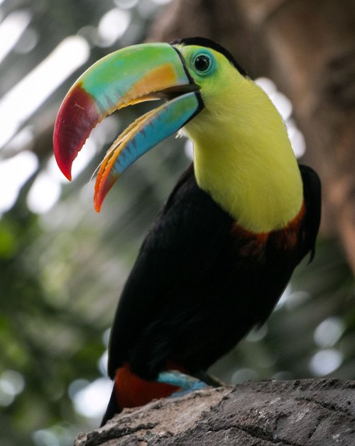bird  tropical  beak