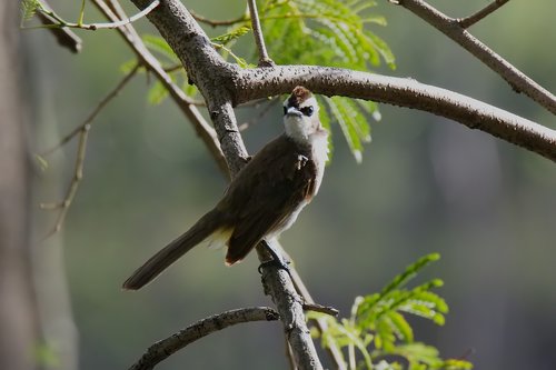 bird  nature  natural