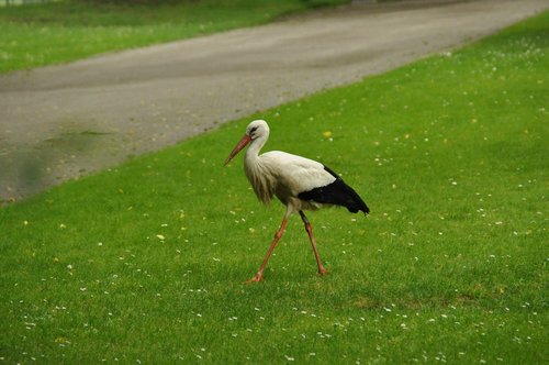 bird  stork  adebar