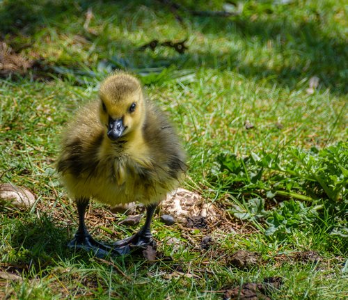 bird  waterfowl  nature