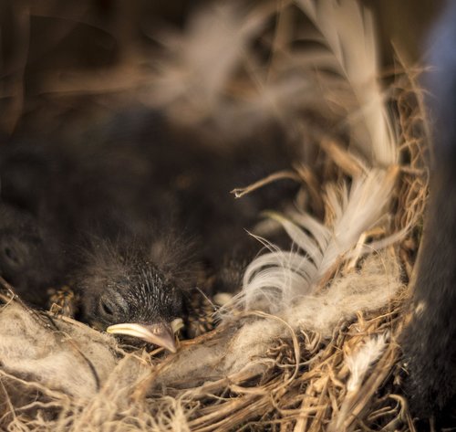 bird  chick  nest